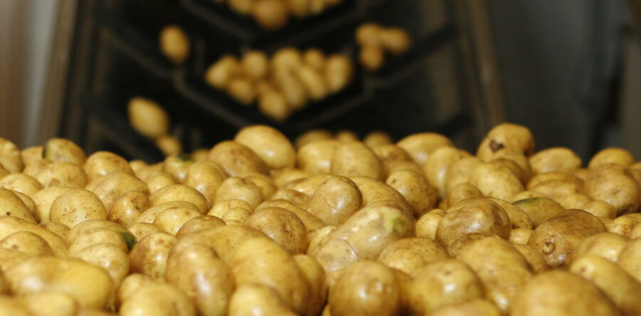 Kartoffeln #2
